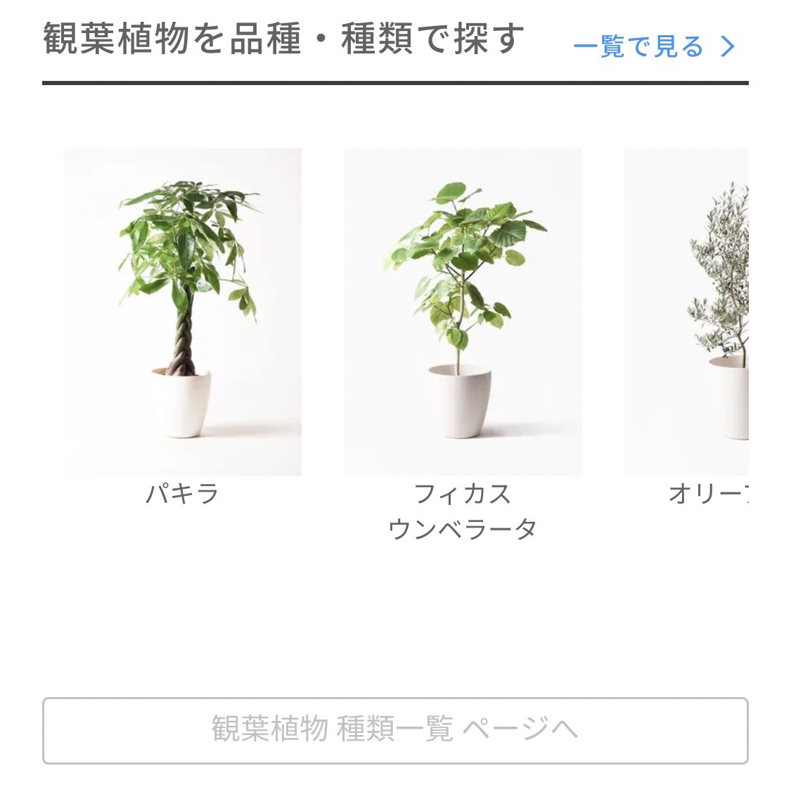 観葉植物・種類で探す