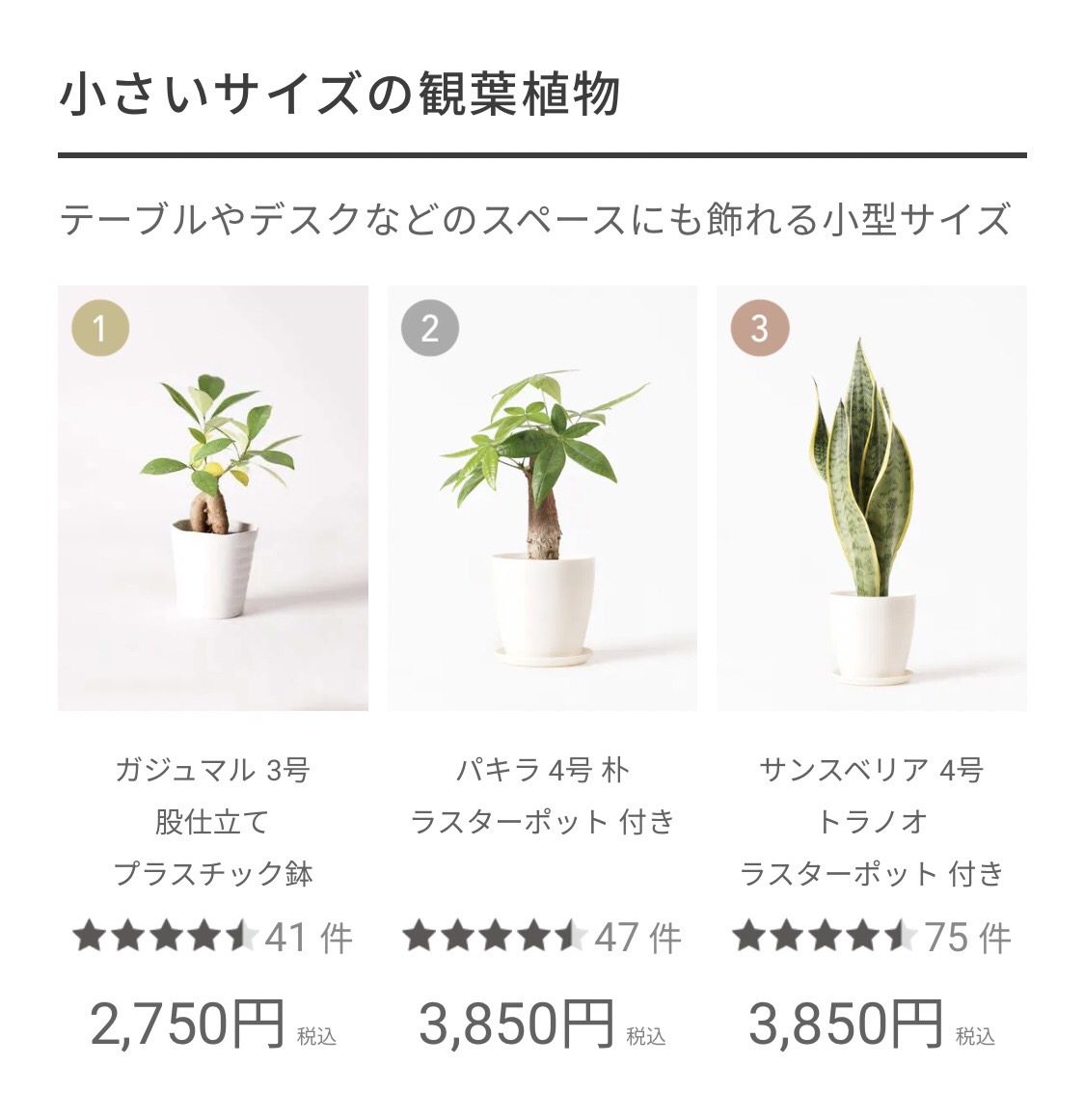 小さいサイズの観葉植物