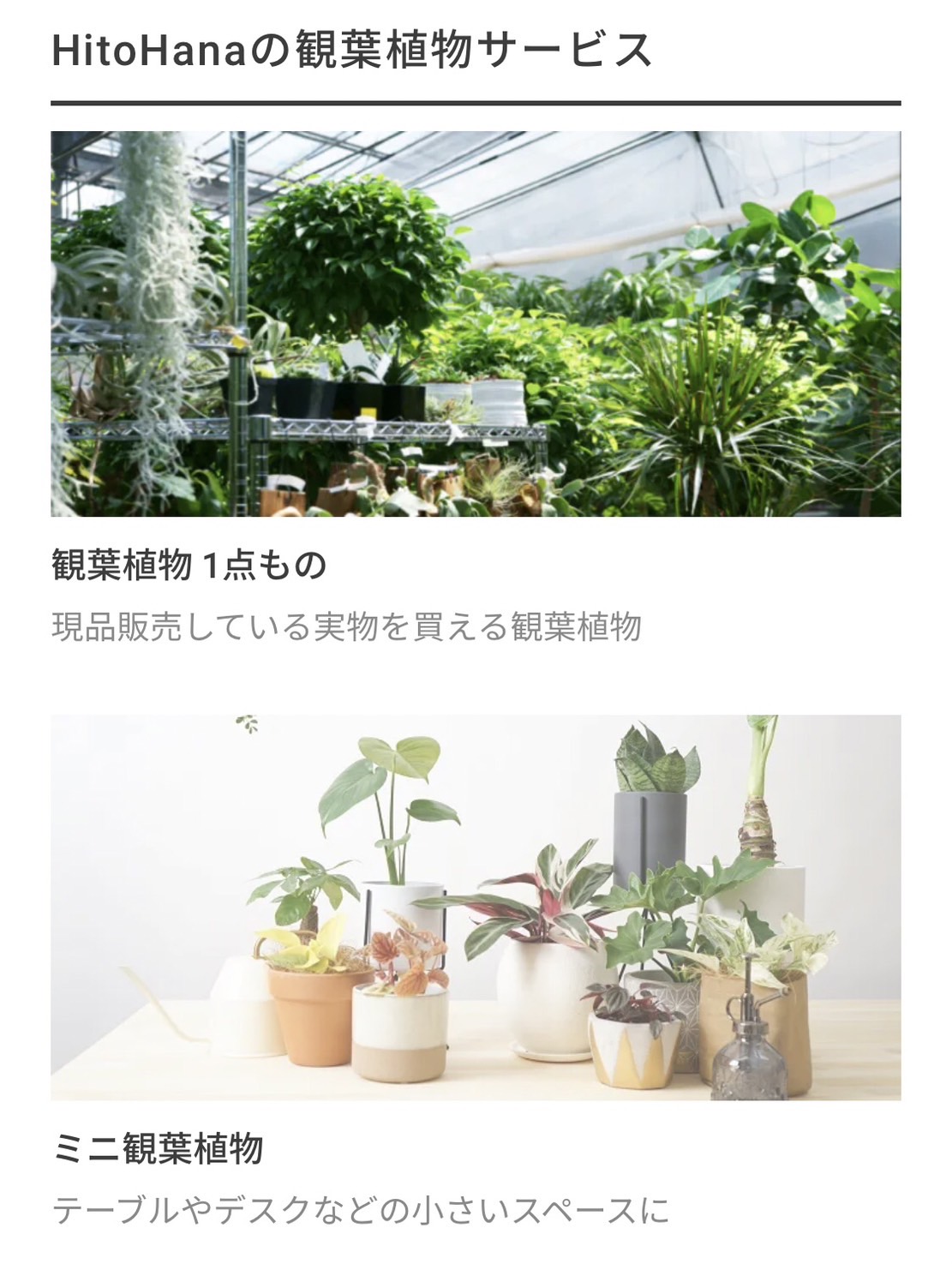 hitohanaの観葉植物サービス