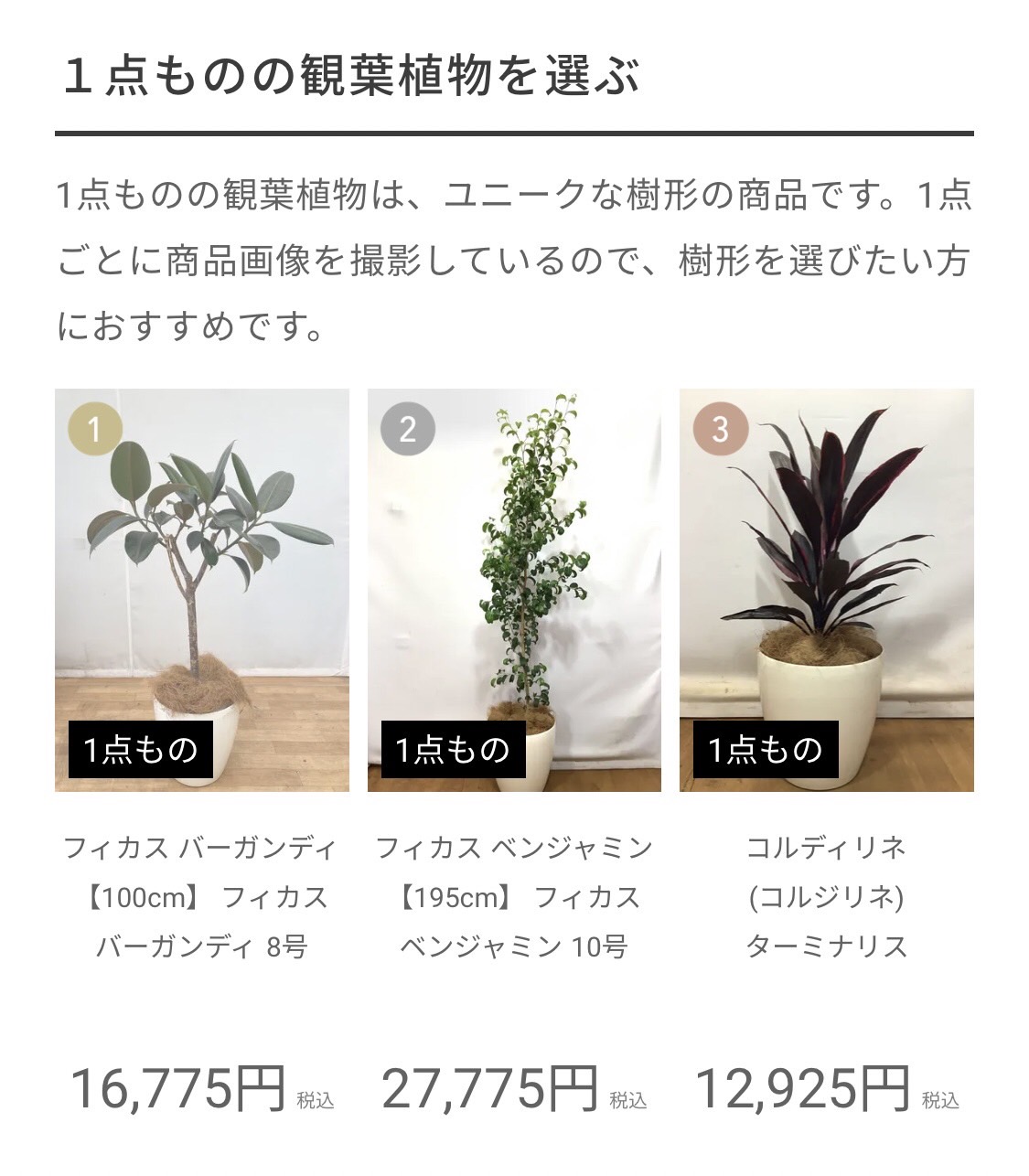 一点ものの観葉植物を選ぶ