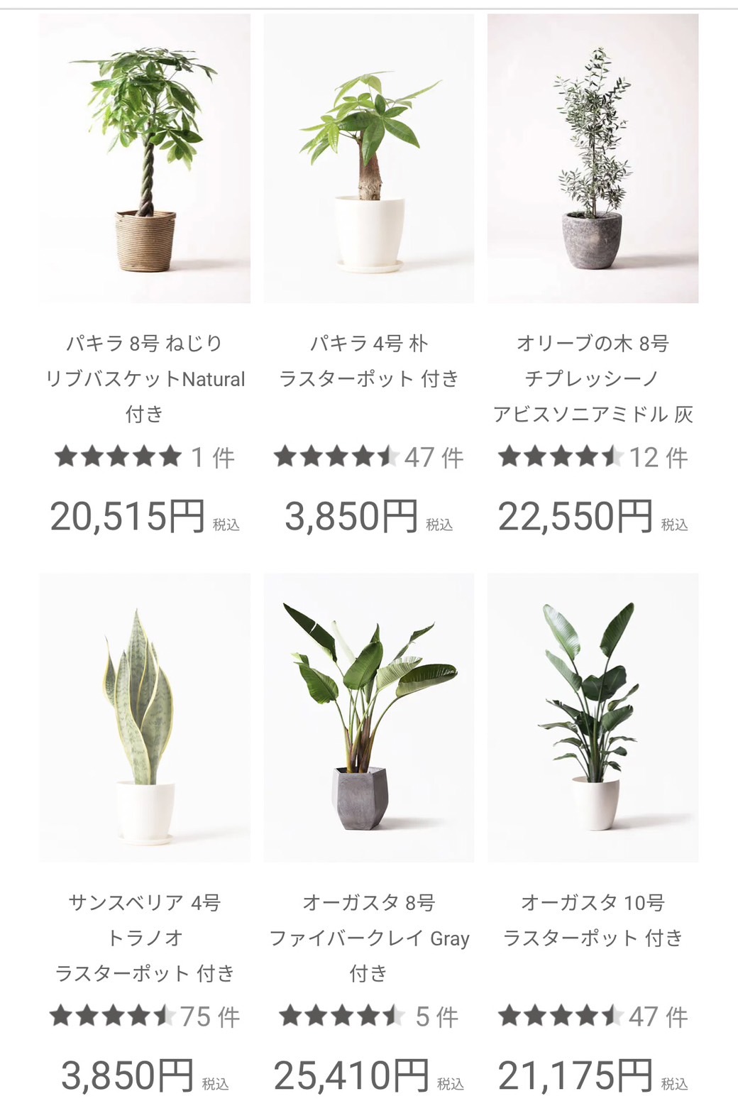 ひとはなの観葉植物