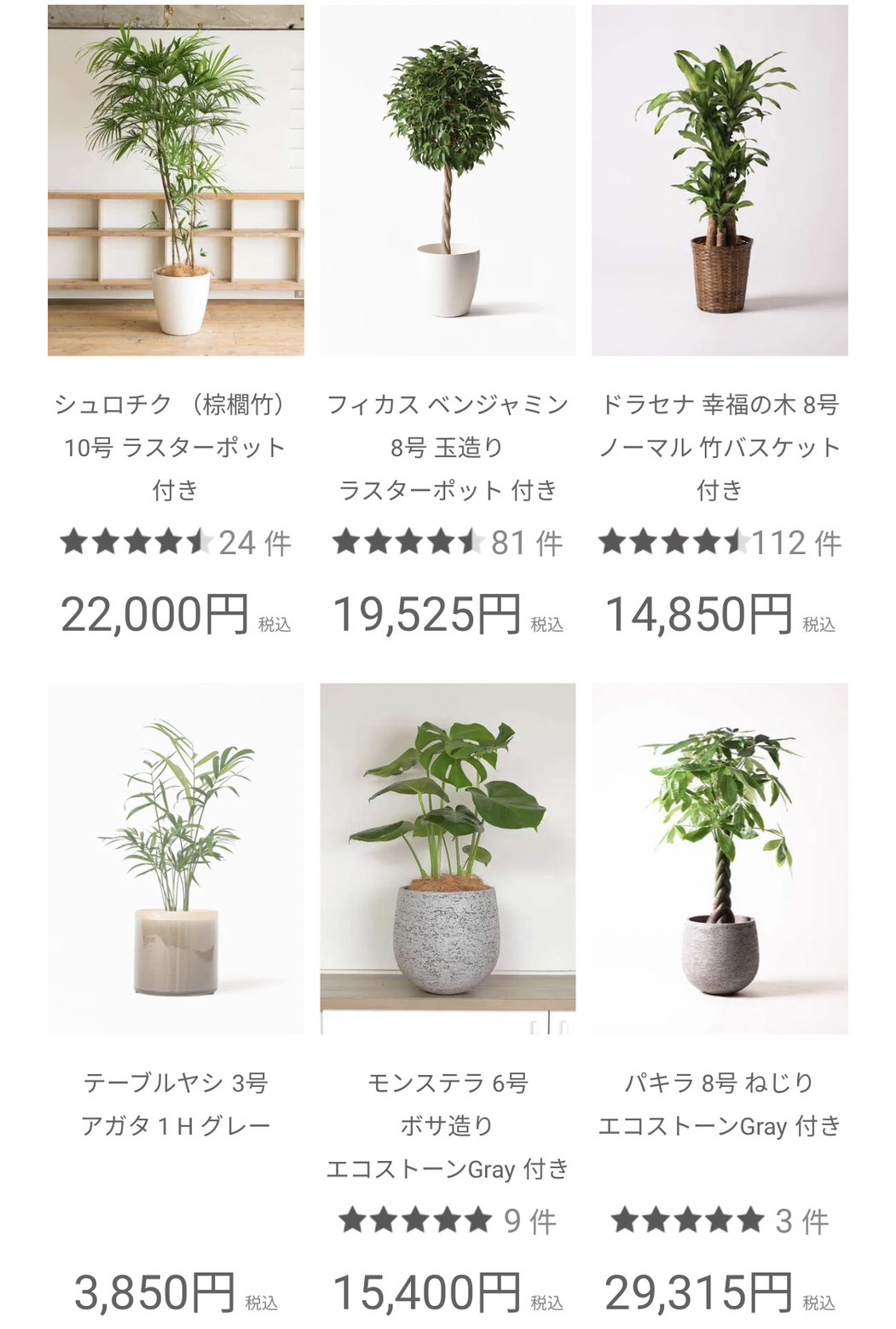 hitohanaの観葉植物